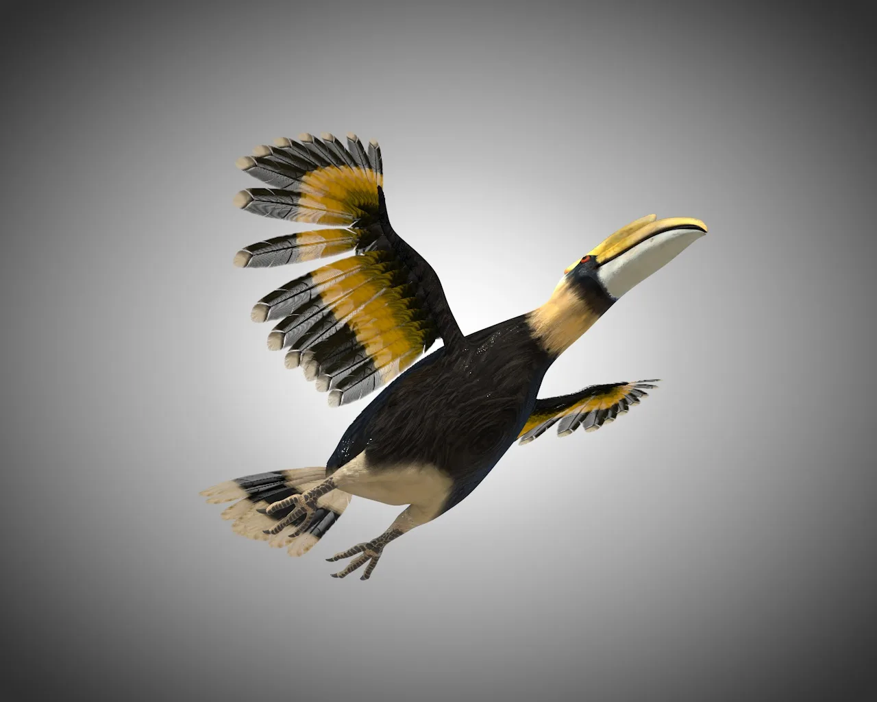 Hornbill bird 3d model