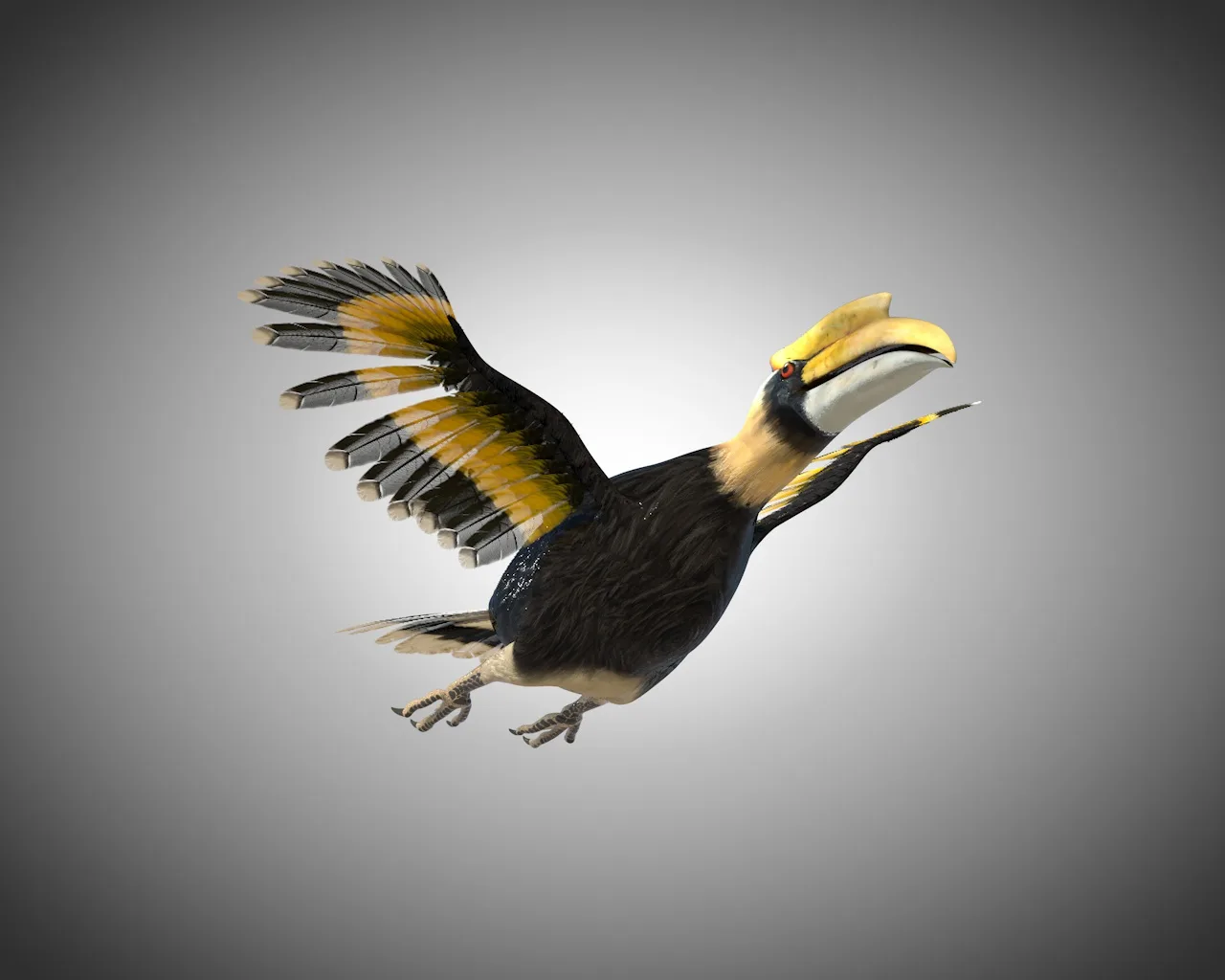 Hornbill bird 3d model