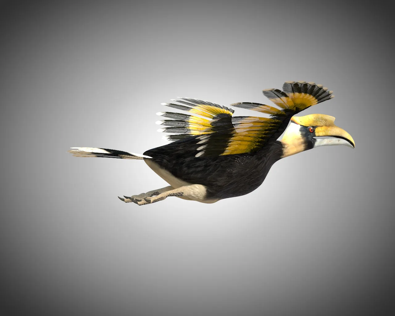 Hornbill bird 3d model
