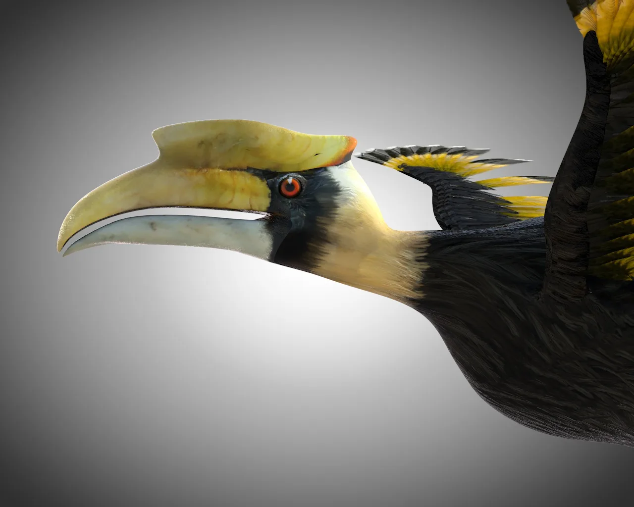 Hornbill bird 3d model