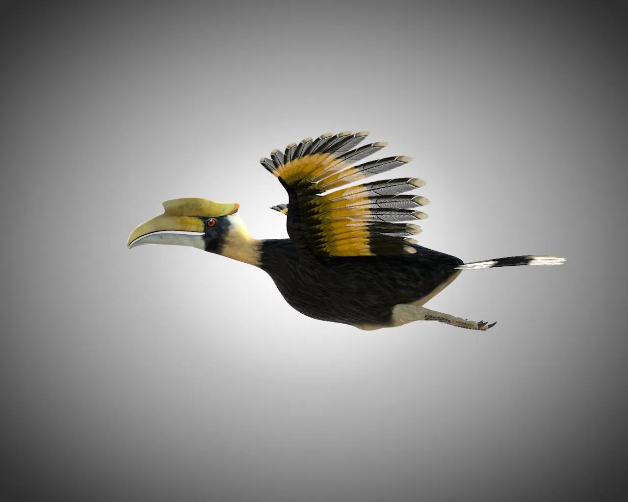 Hornbill bird 3d model