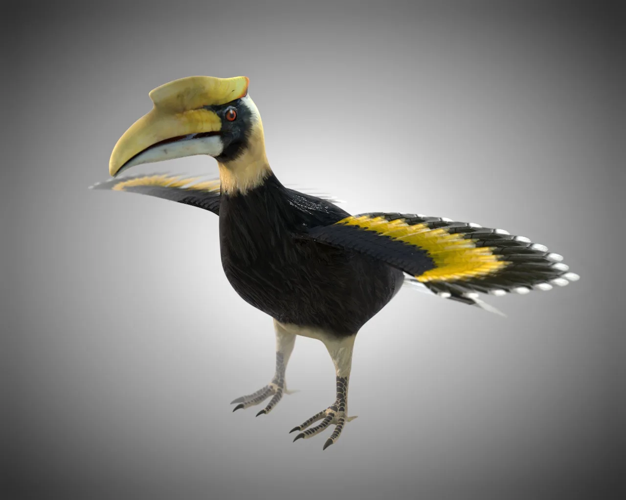 Hornbill bird 3d model