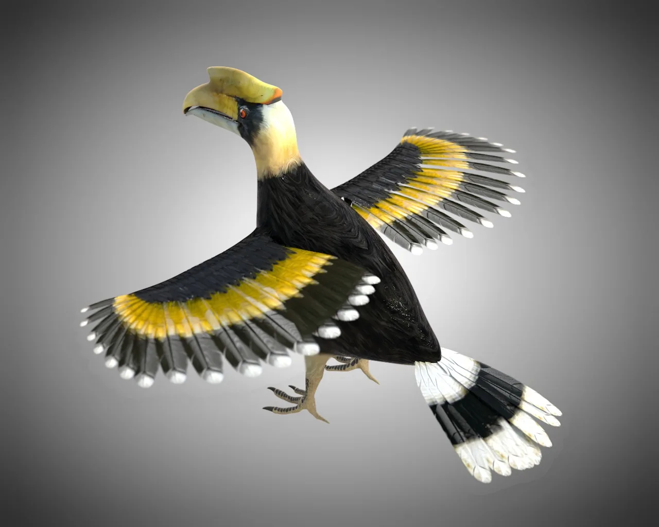 Hornbill bird 3d model