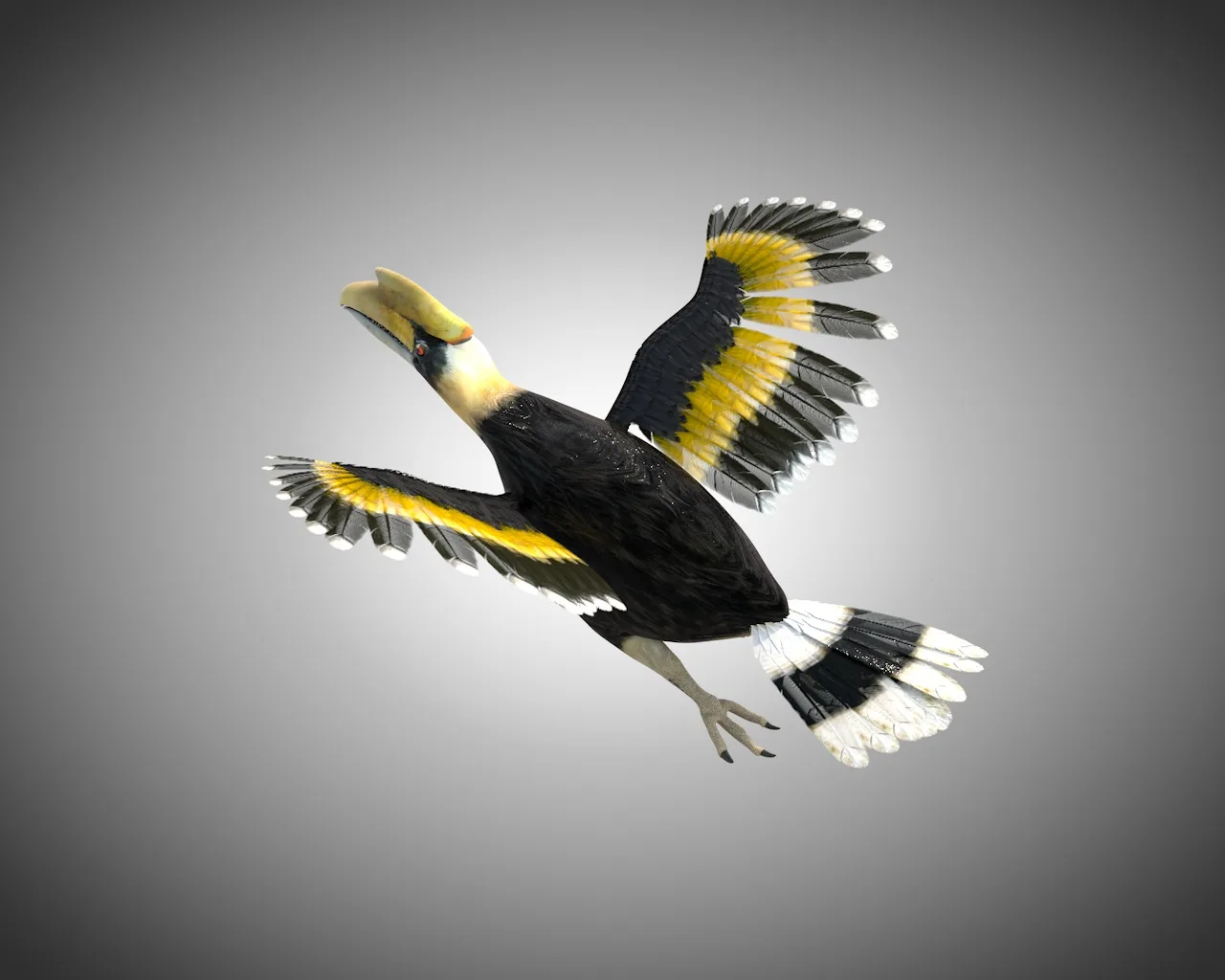 Hornbill bird 3d model