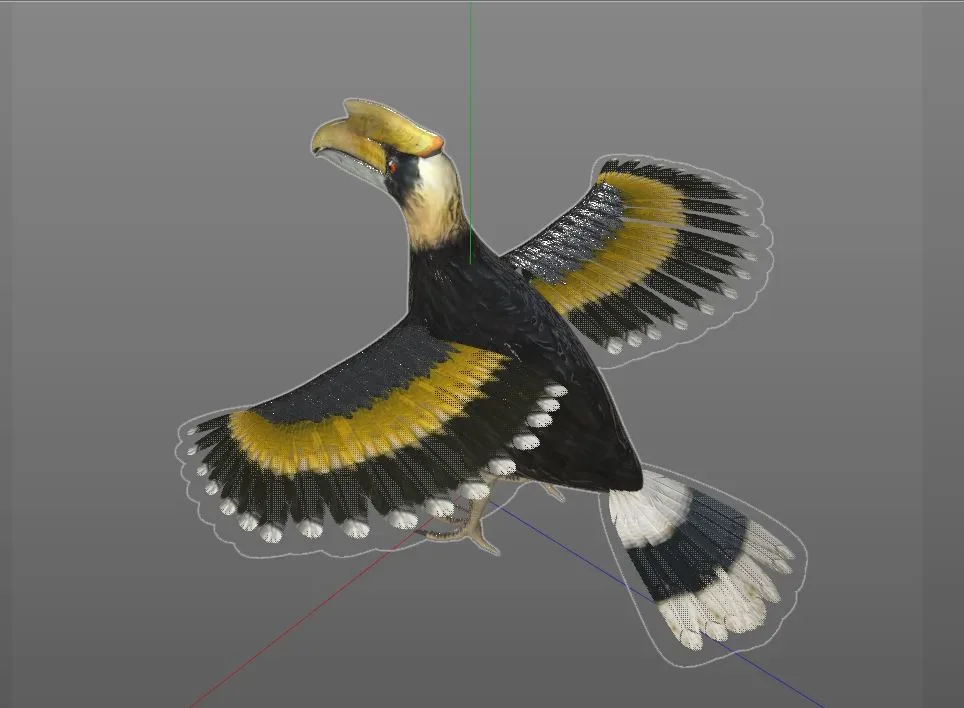 Hornbill bird 3d model