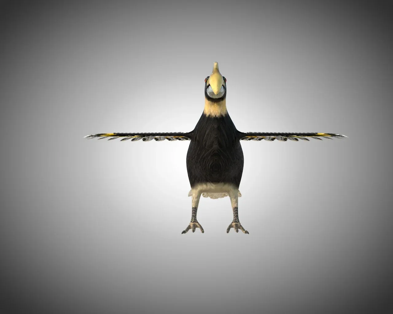 Hornbill bird 3d model