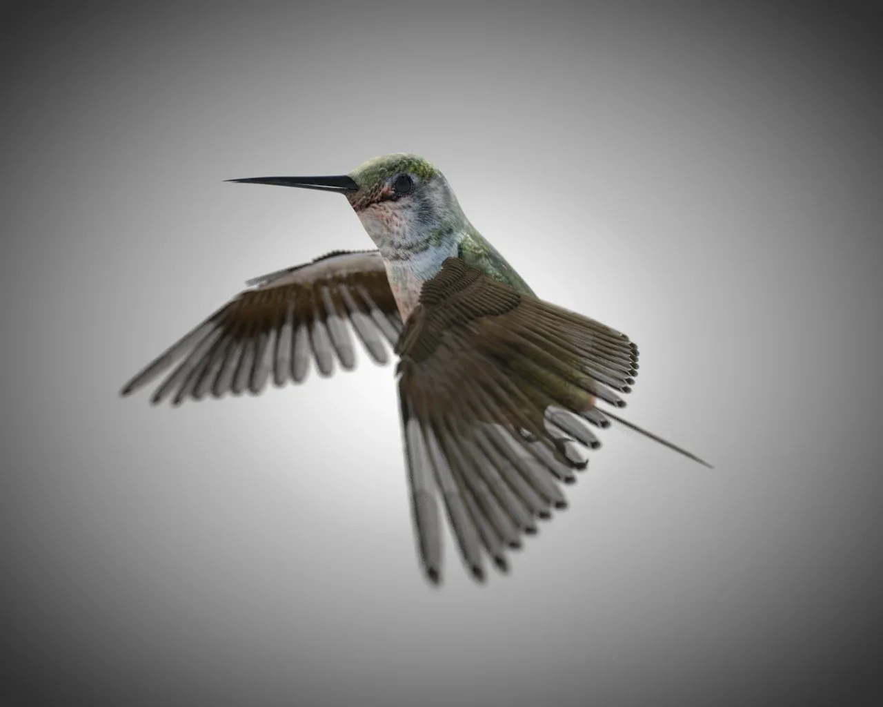 Humming bird 3d model