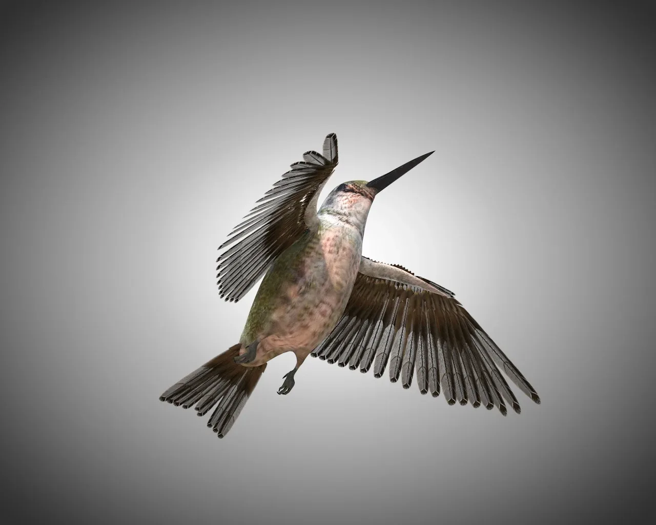 Humming bird 3d model