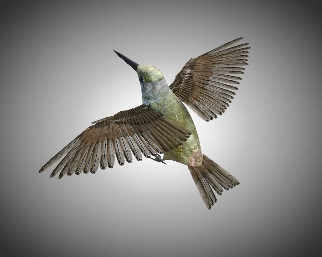 Humming bird 3d model