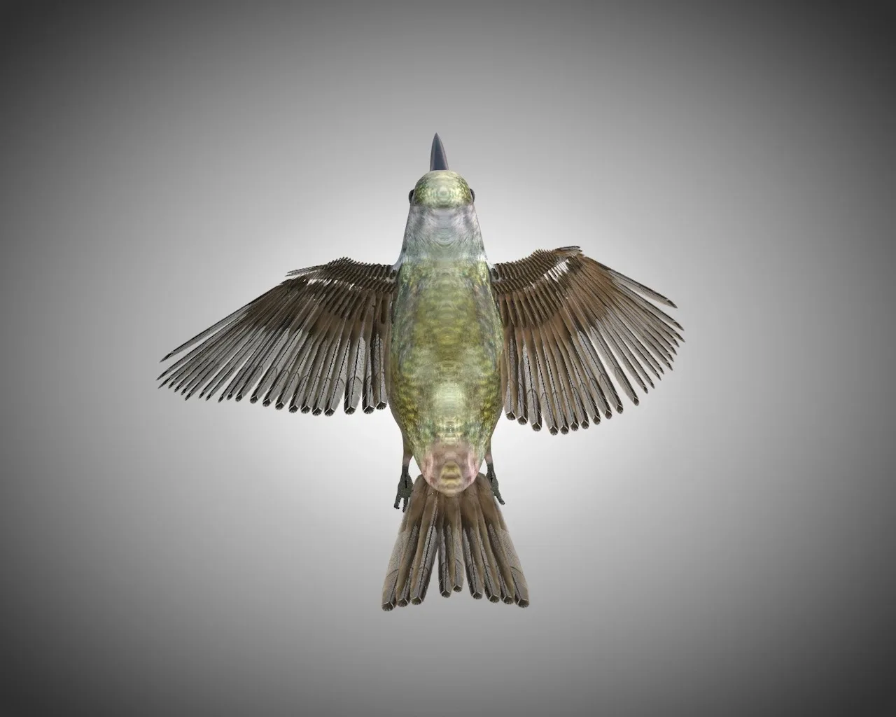 Humming bird 3d model