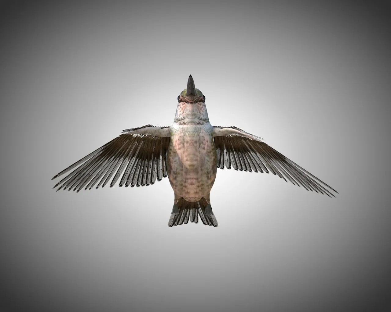 Humming bird 3d model
