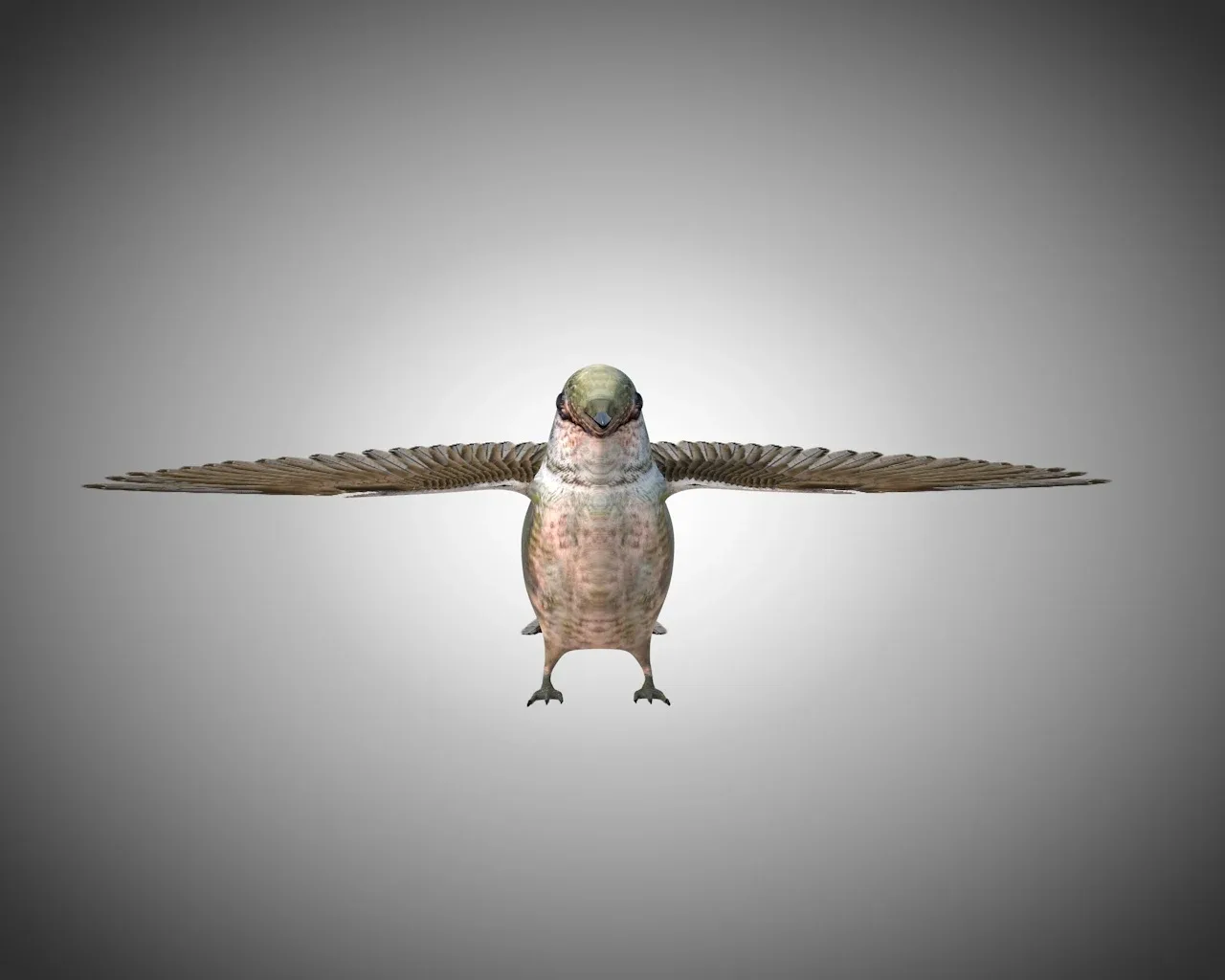Humming bird 3d model