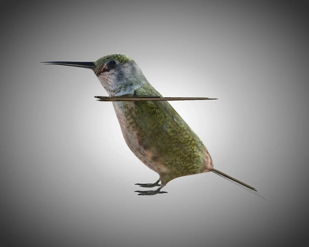 Humming bird 3d model