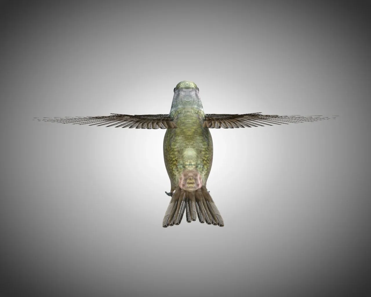 Humming bird 3d model
