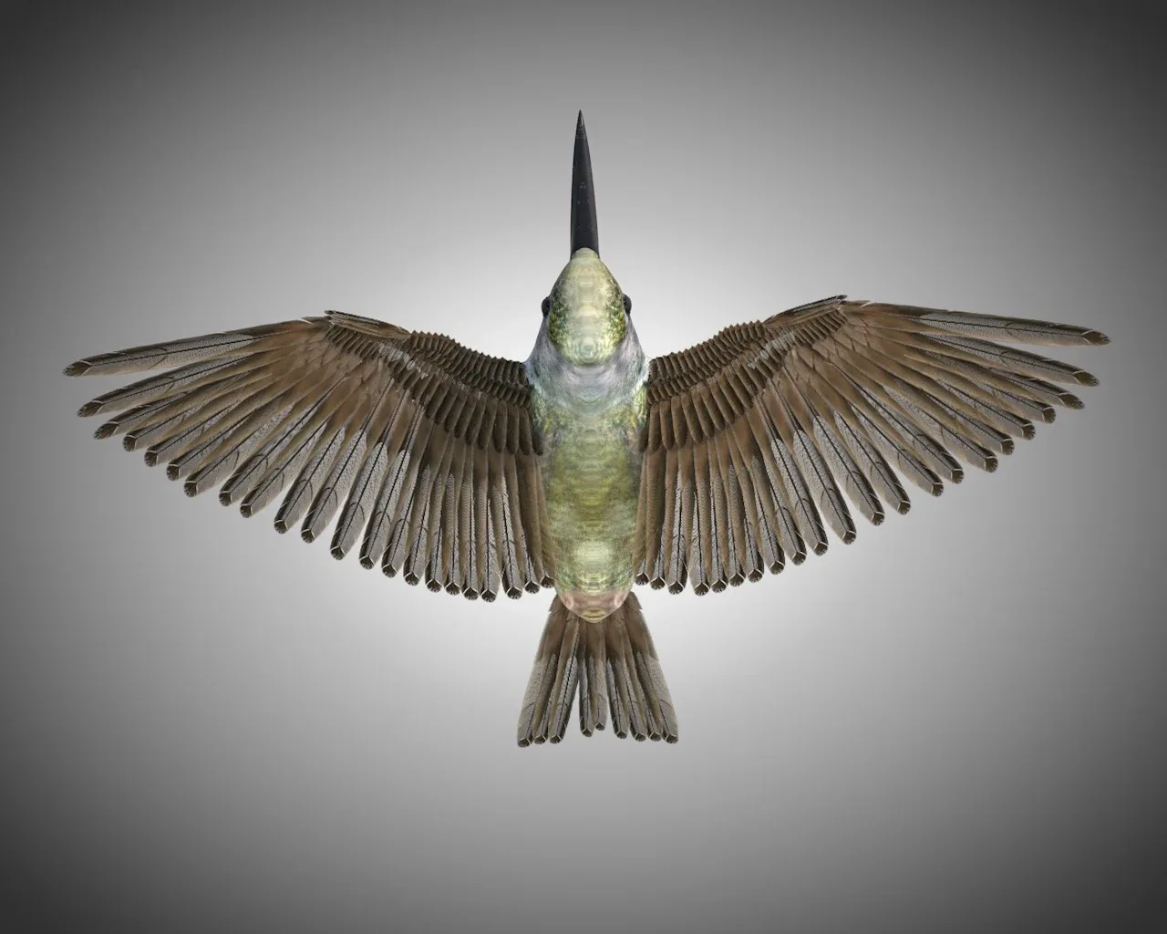 Humming bird 3d model