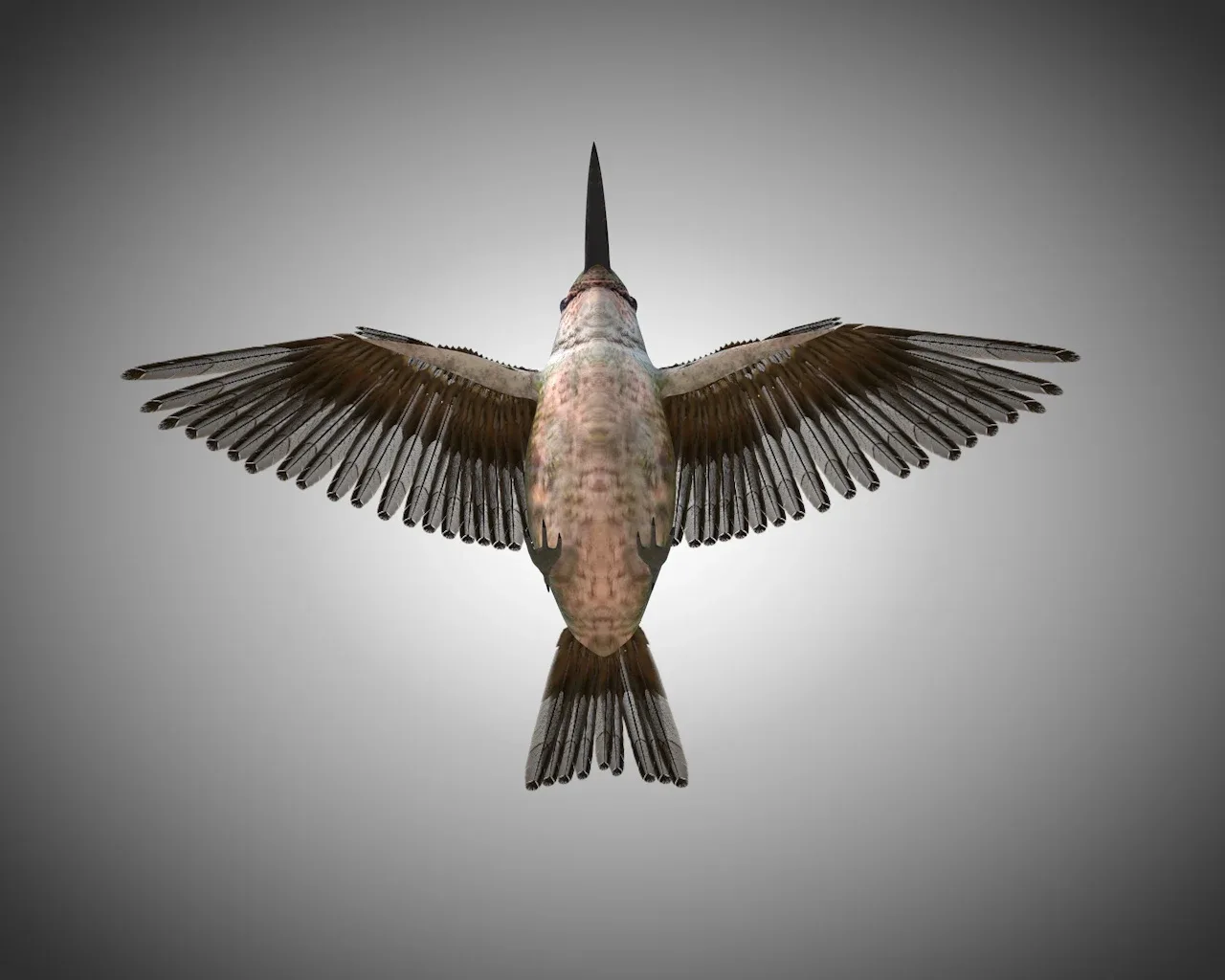 Humming bird 3d model