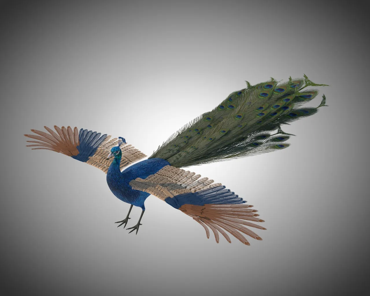 Peacock bird 3d model