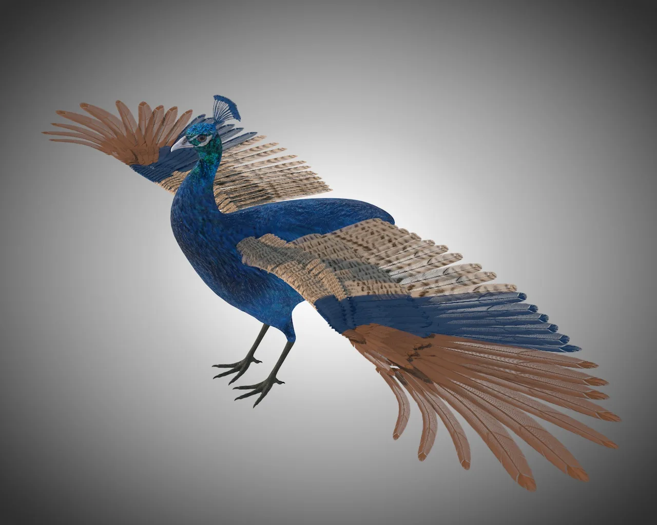 Peacock bird 3d model