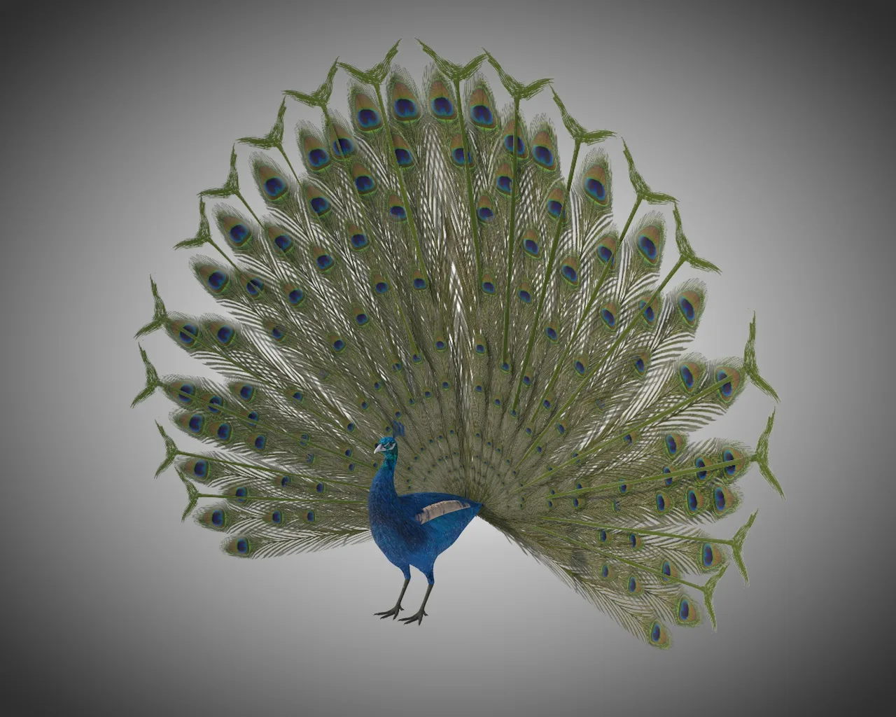 Peacock bird 3d model