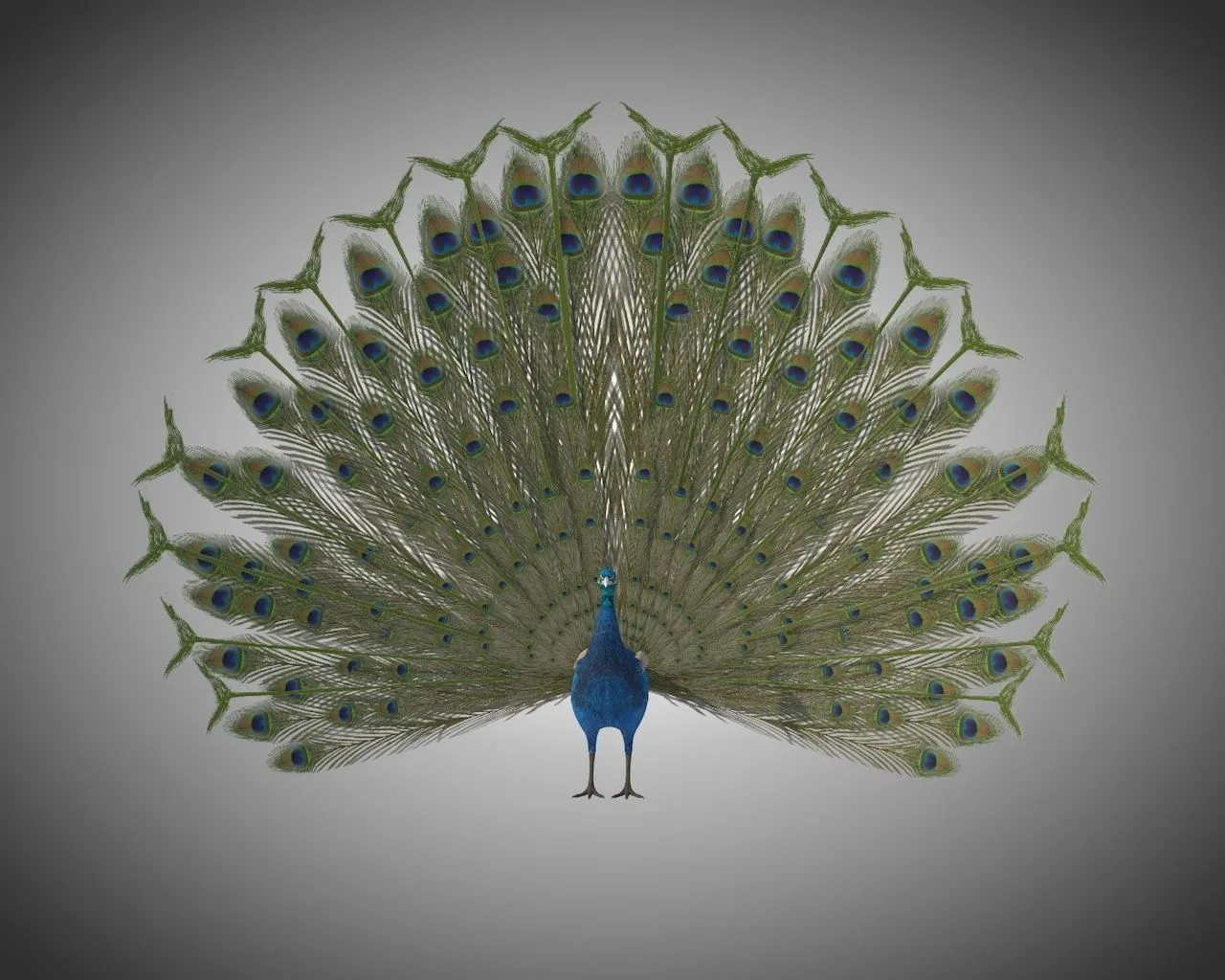 Peacock bird 3d model