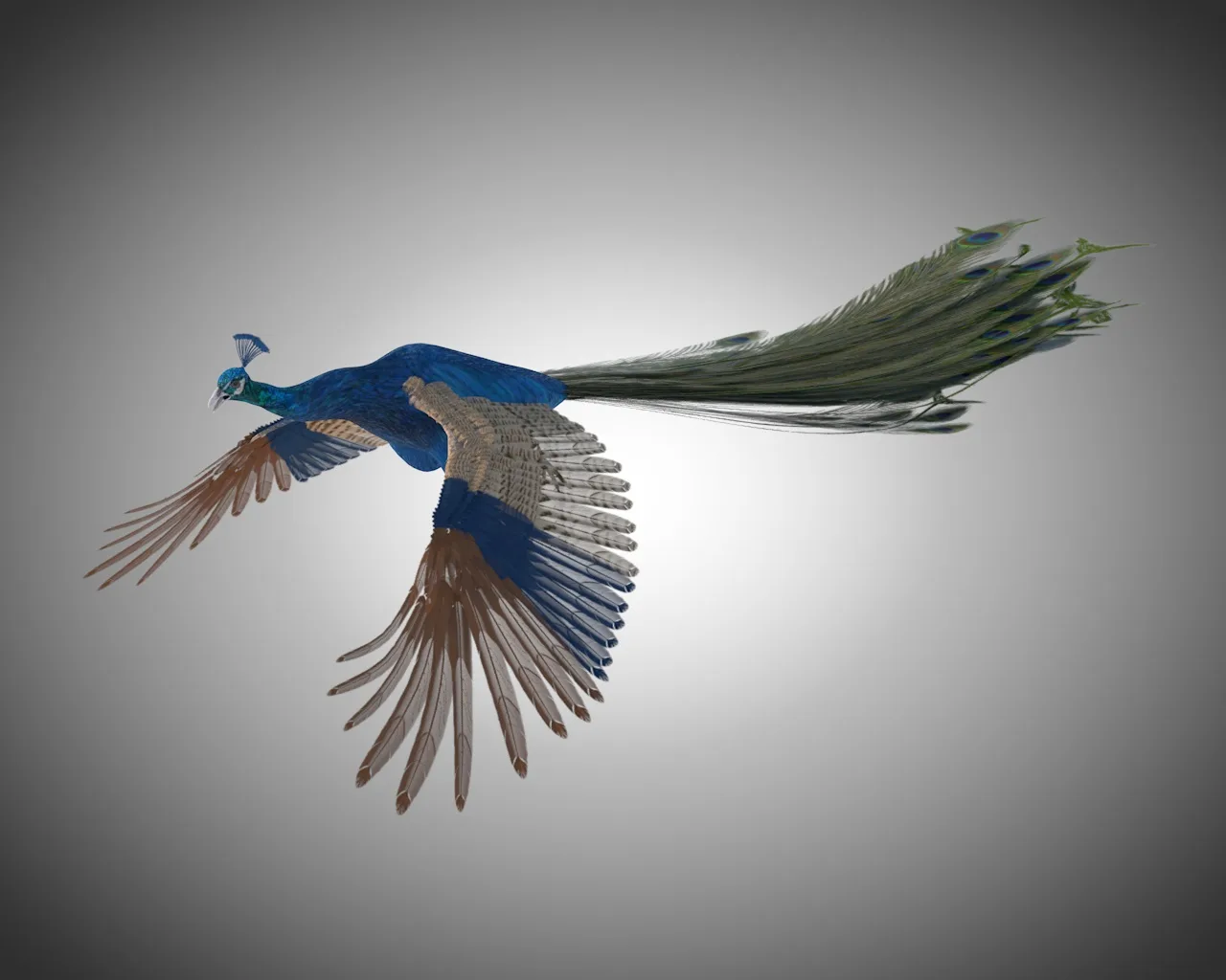 Peacock bird 3d model