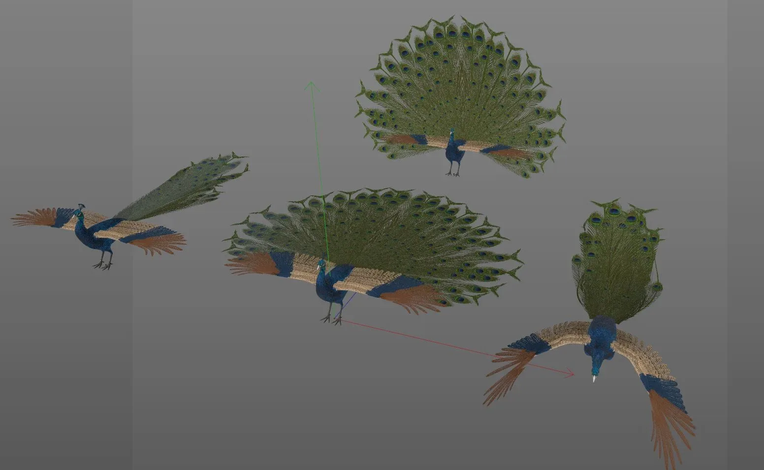 Peacock bird 3d model