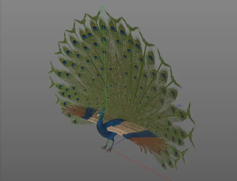 Peacock bird 3d model