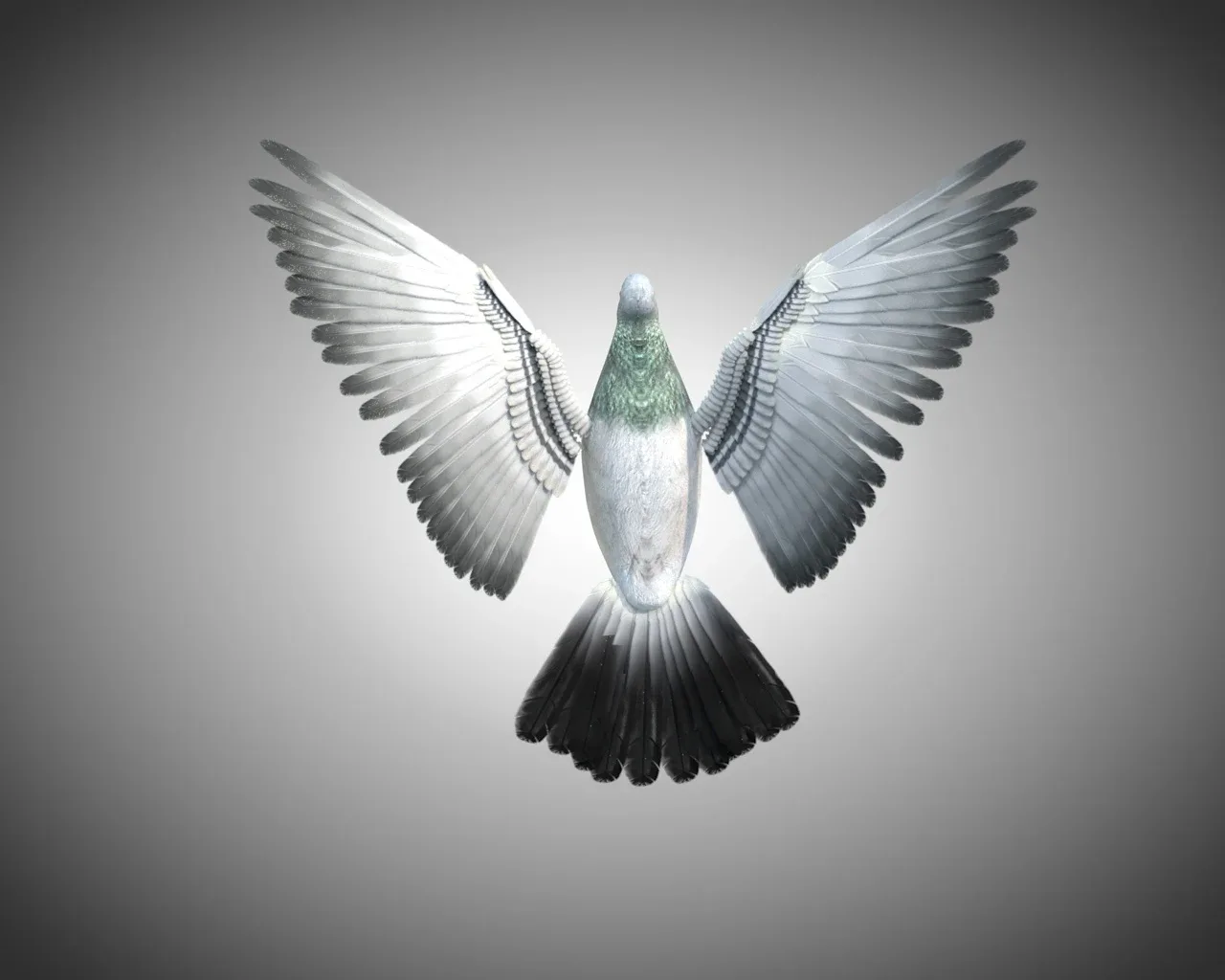 Pigeon bird 3d model