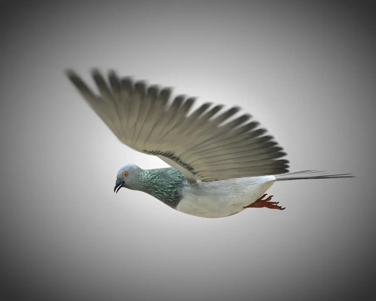 Pigeon bird 3d model