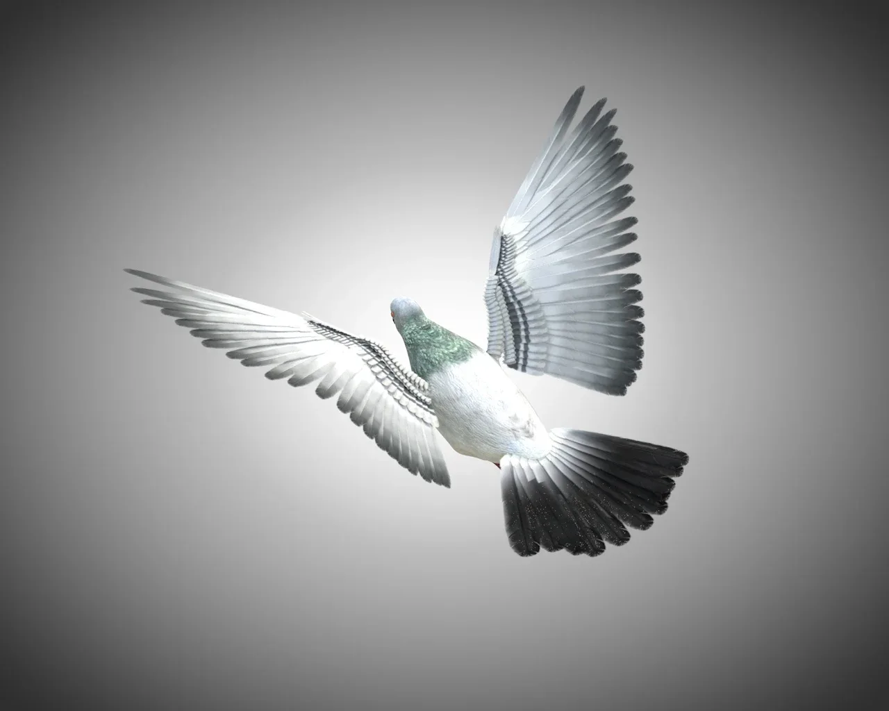 Pigeon bird 3d model