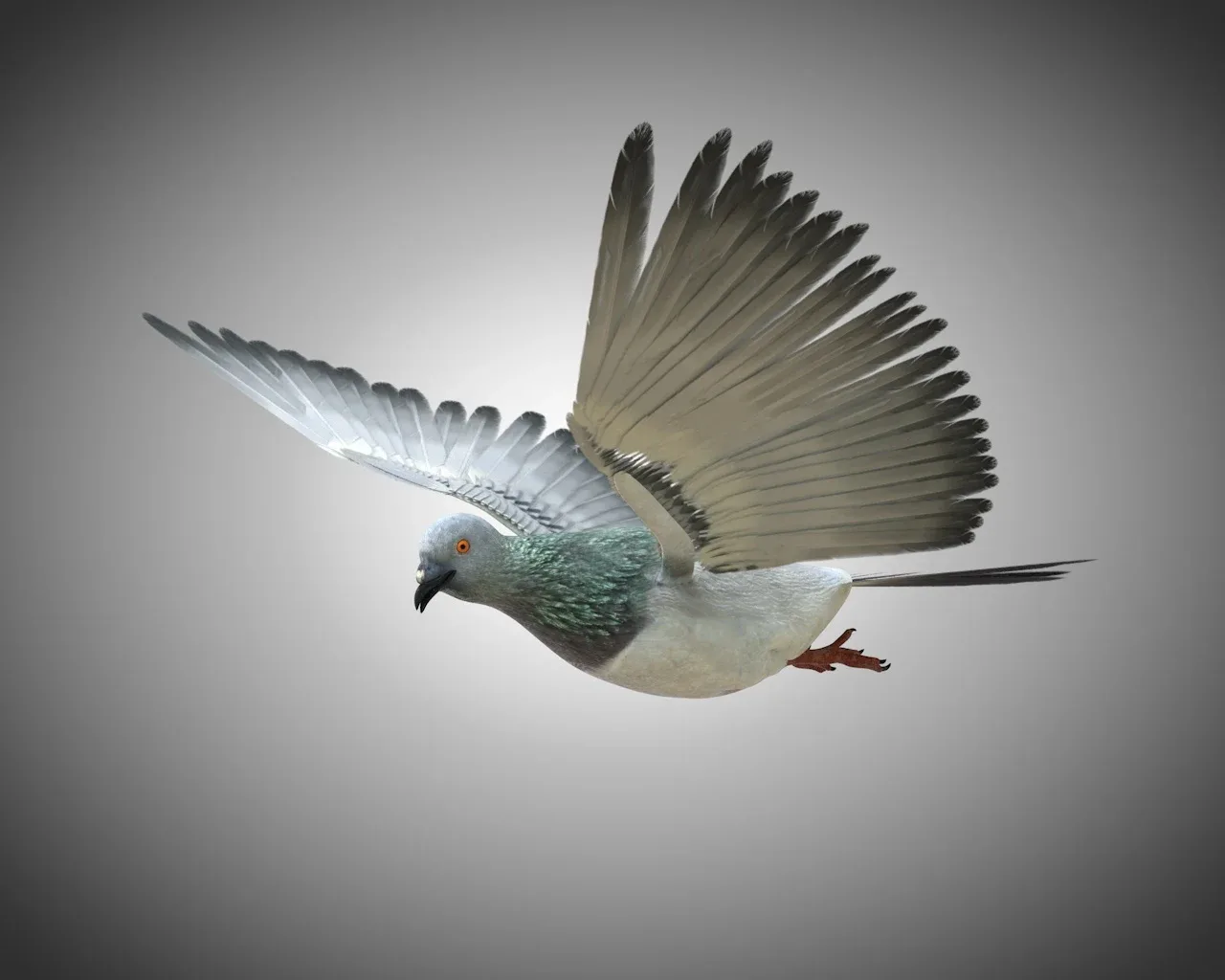 Pigeon bird 3d model