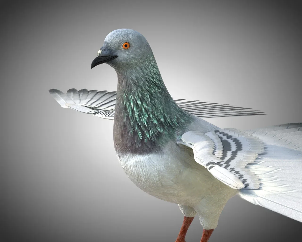 Pigeon bird 3d model