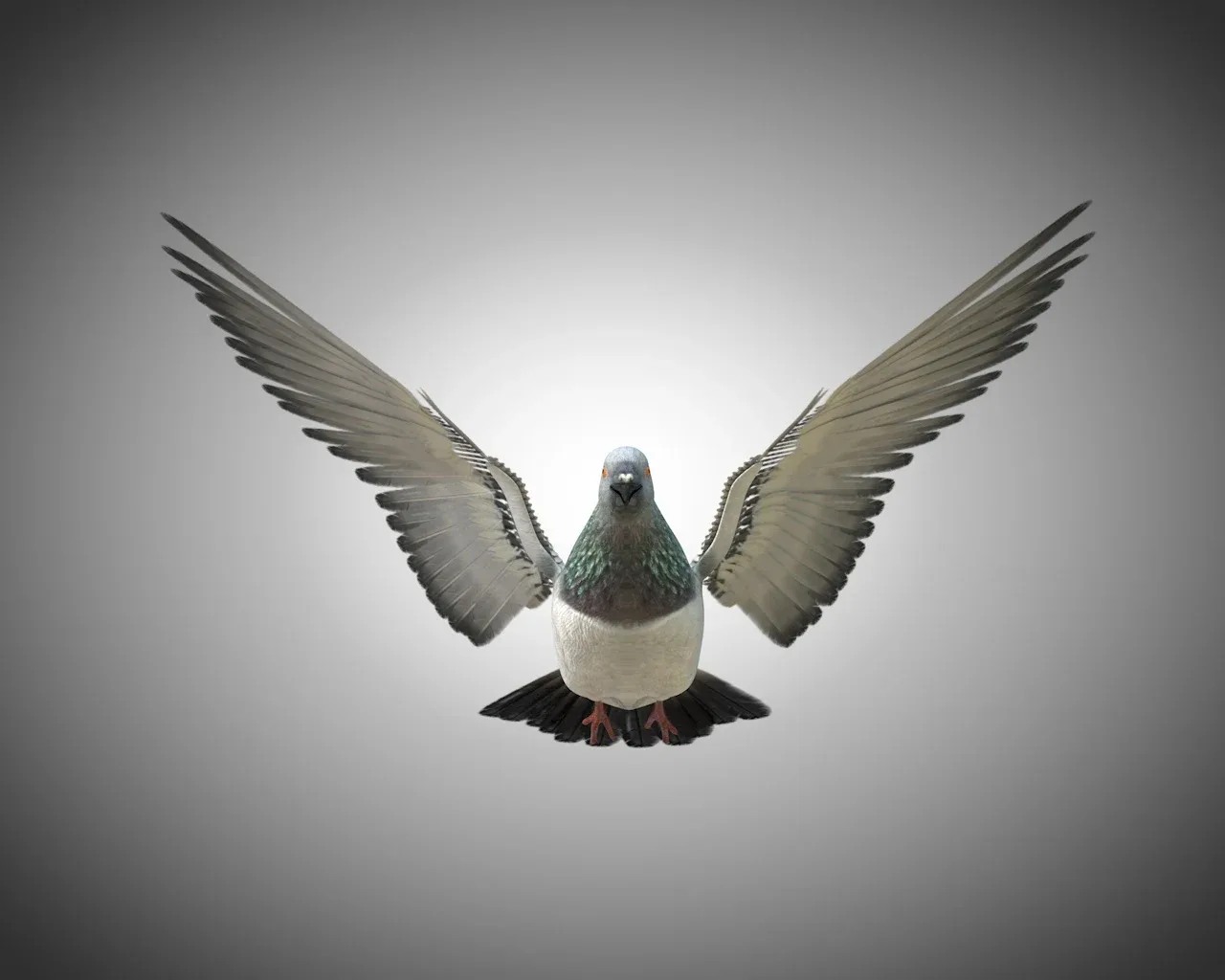 Pigeon bird 3d model