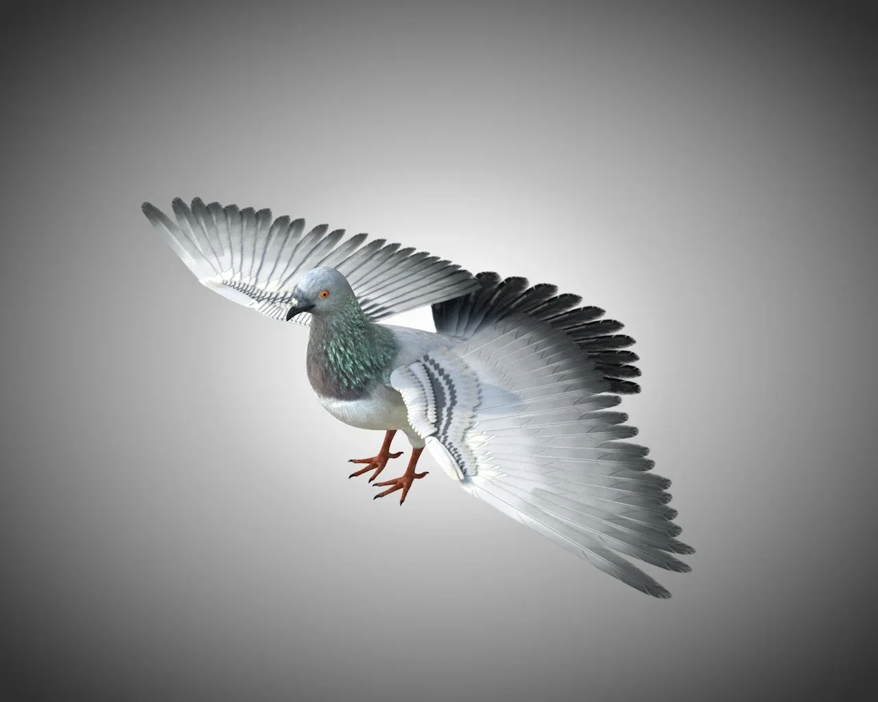 Pigeon bird 3d model