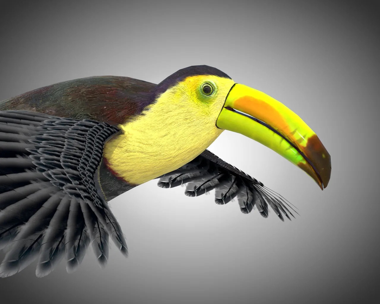 Toucan bird 3d model