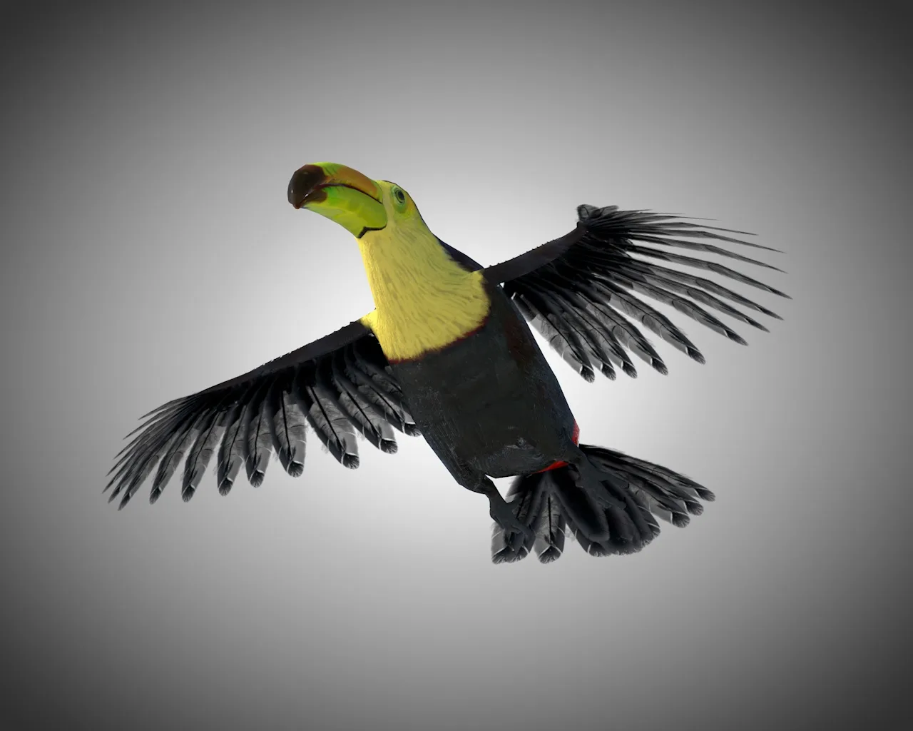 Toucan bird 3d model
