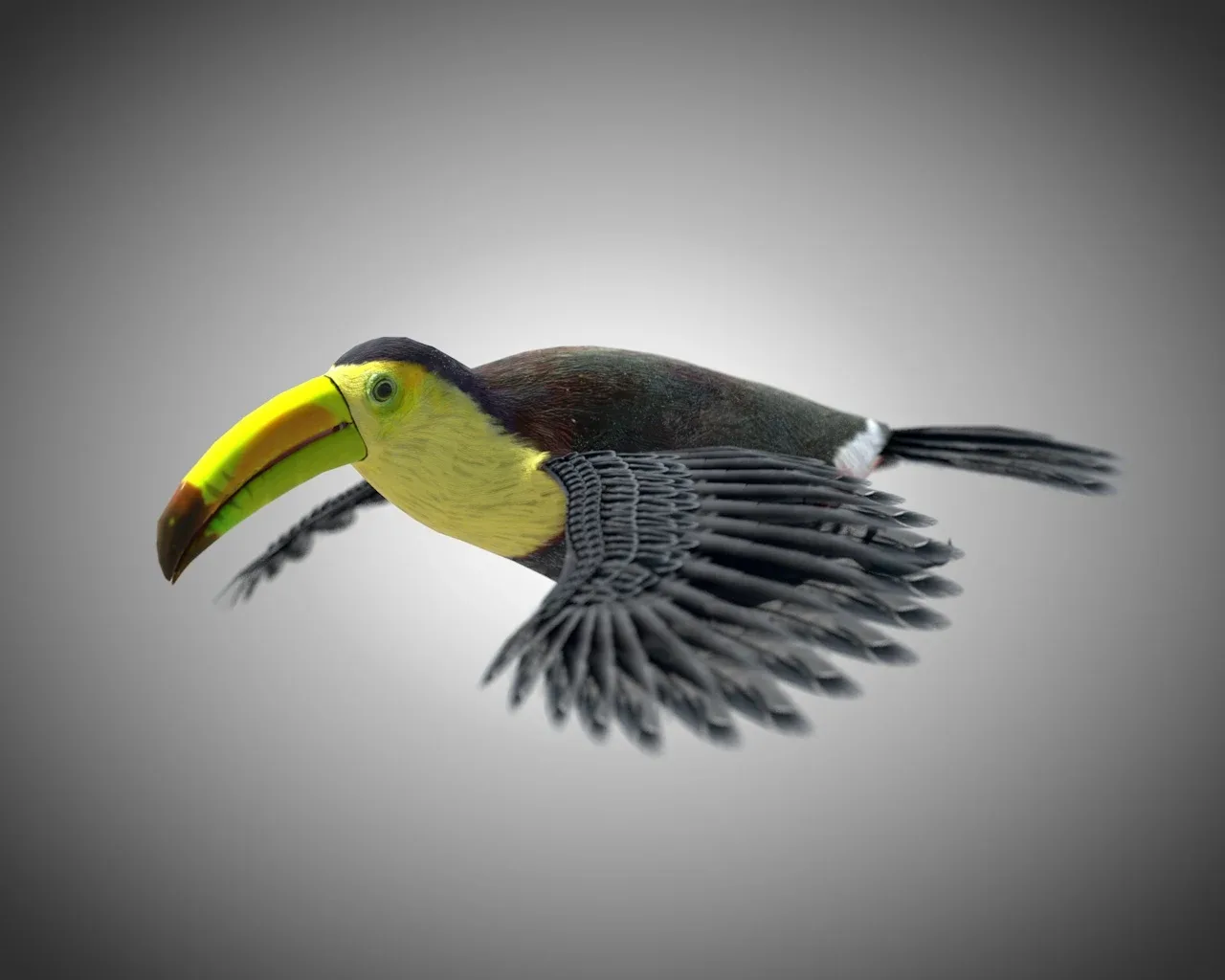 Toucan bird 3d model