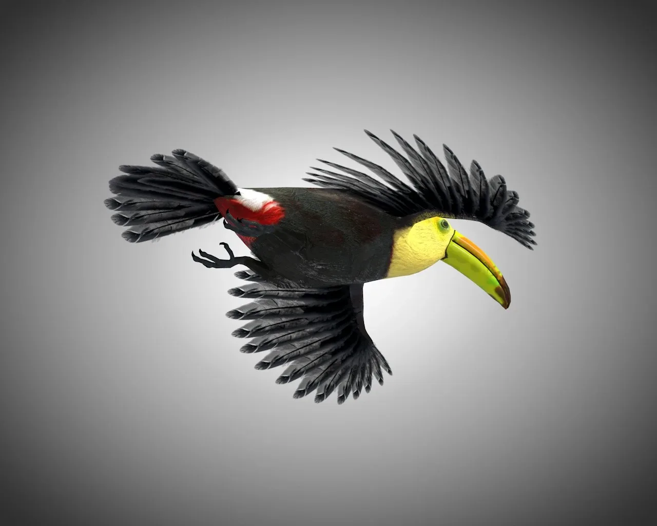 Toucan bird 3d model