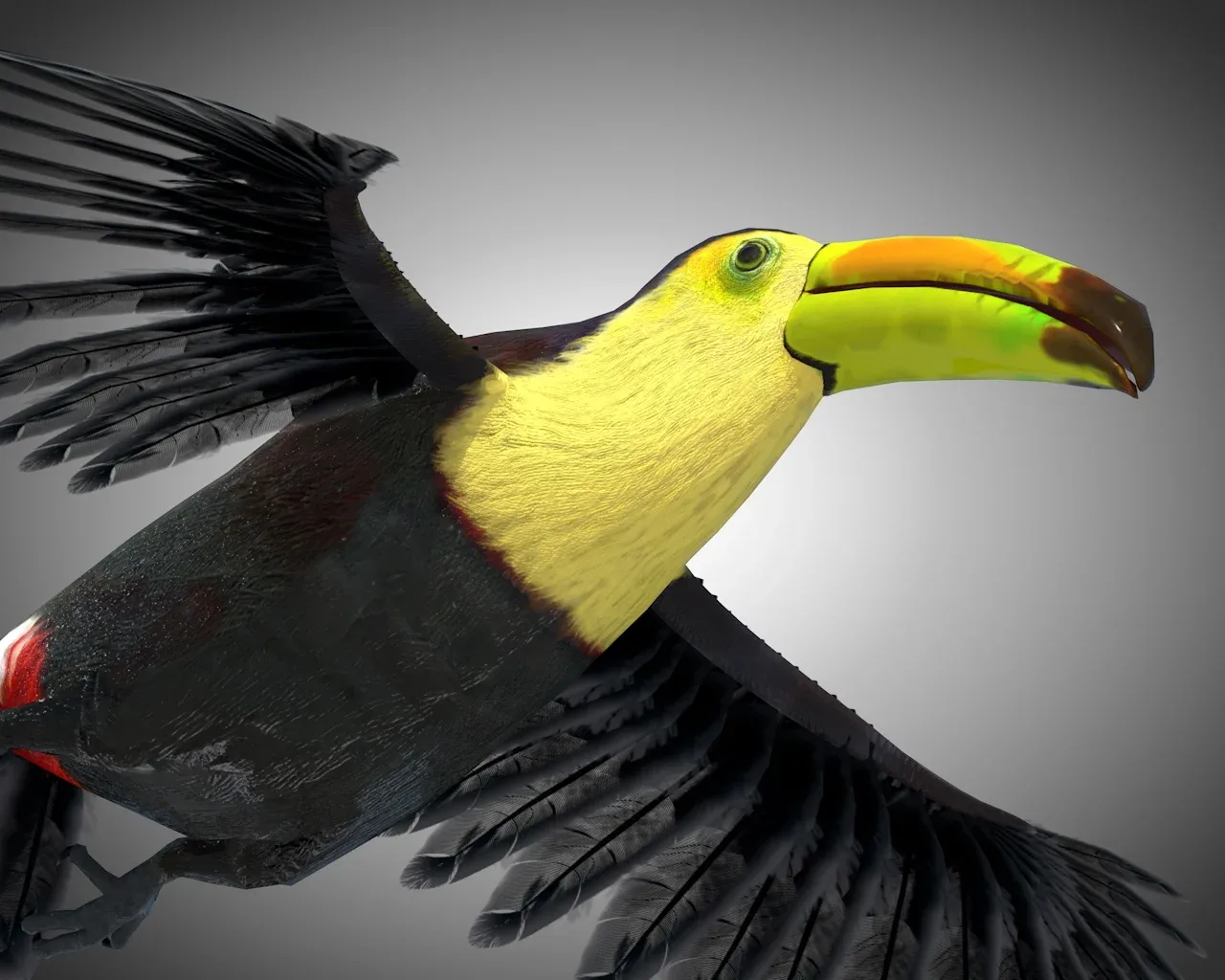 Toucan bird 3d model