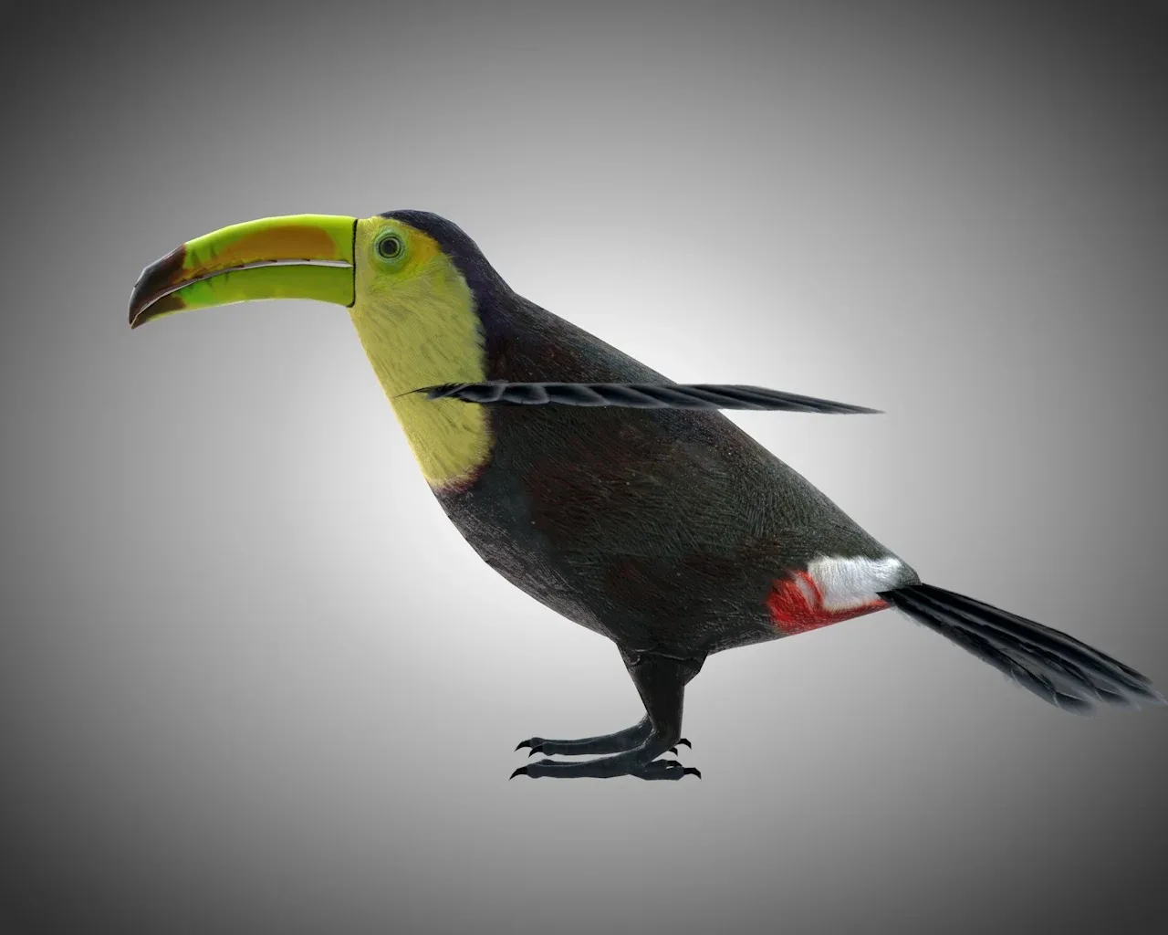Toucan bird 3d model