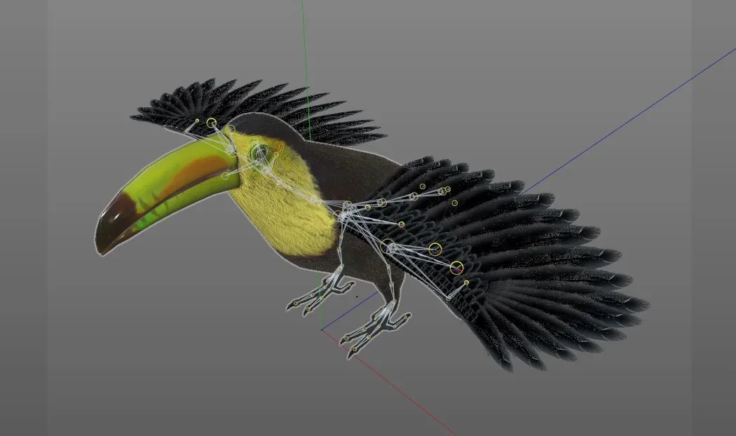 Toucan bird 3d model