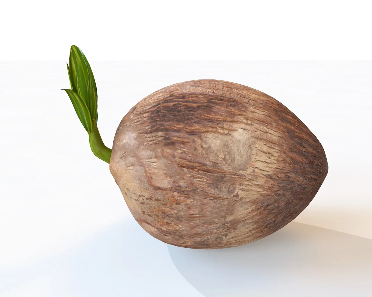 coconut sprout 3d model