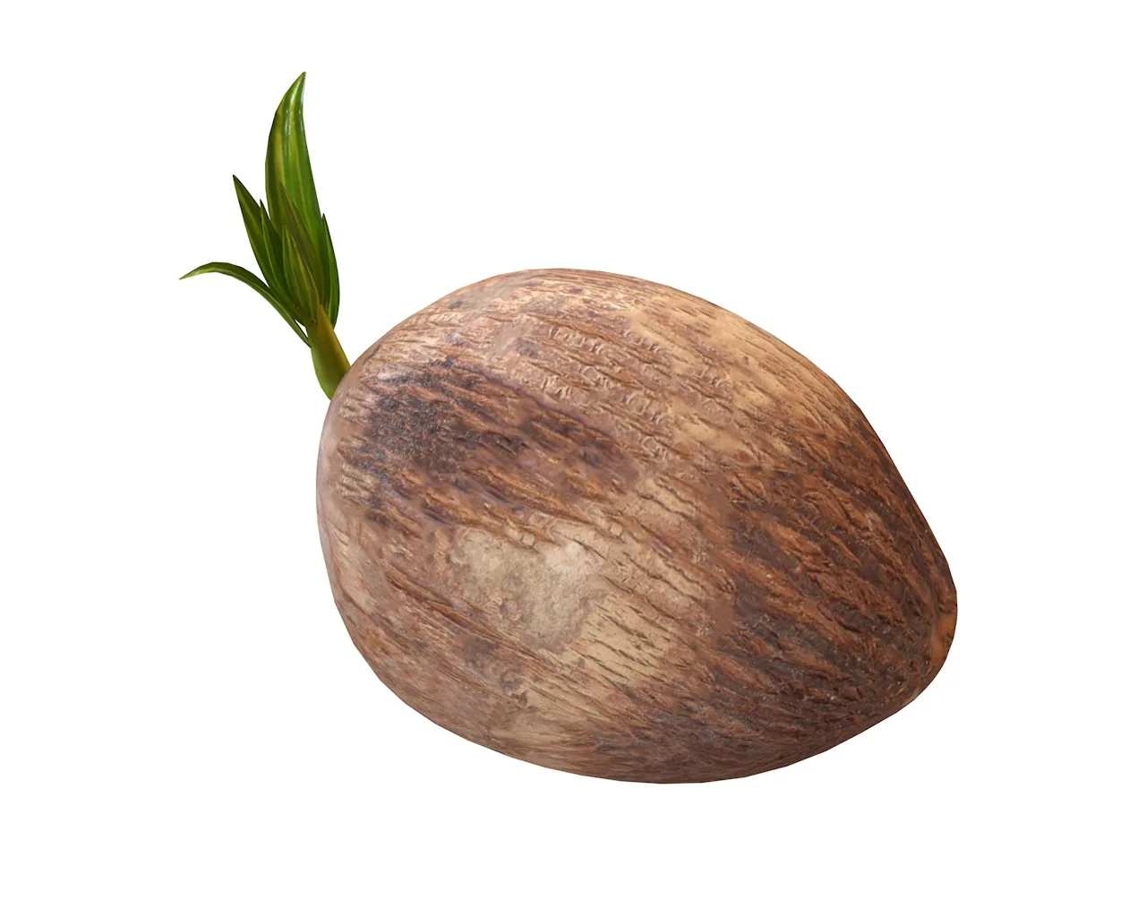 coconut sprout 3d model