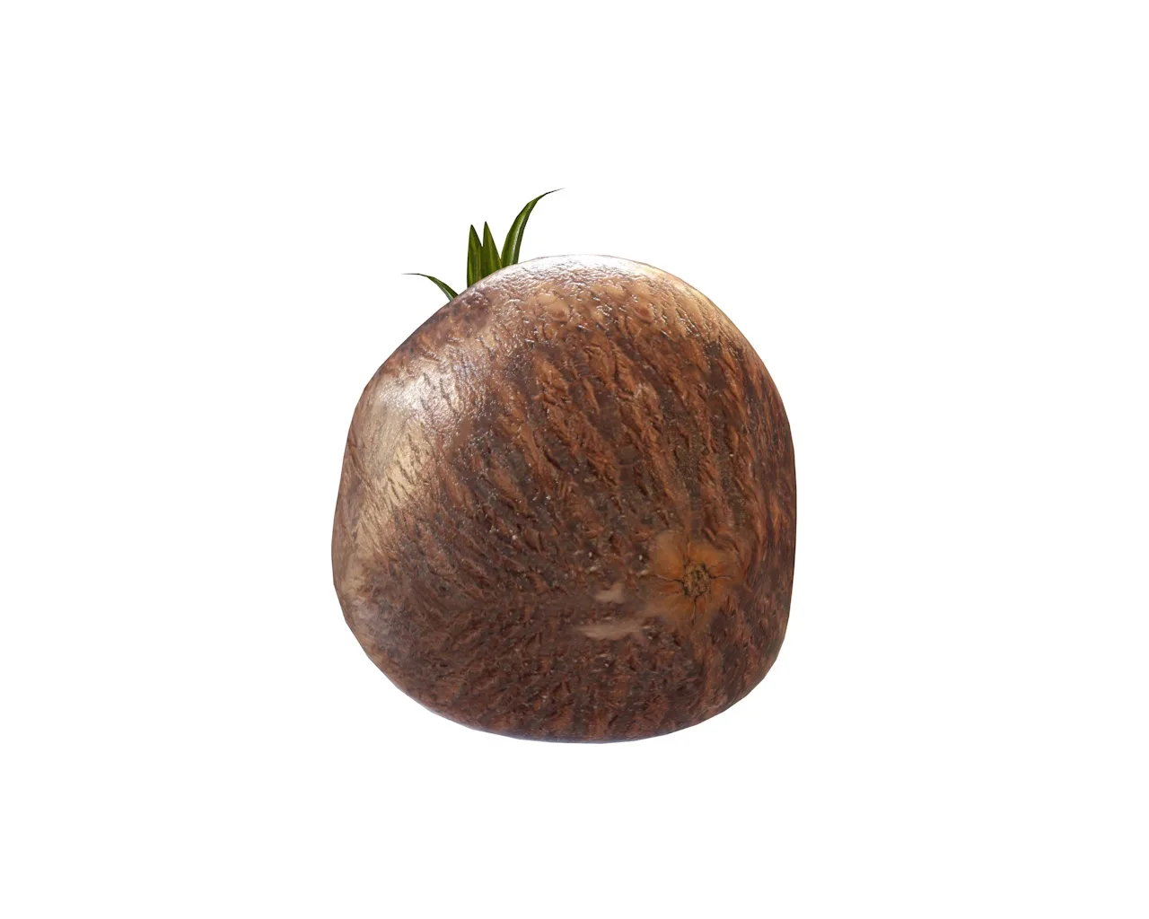 coconut sprout 3d model