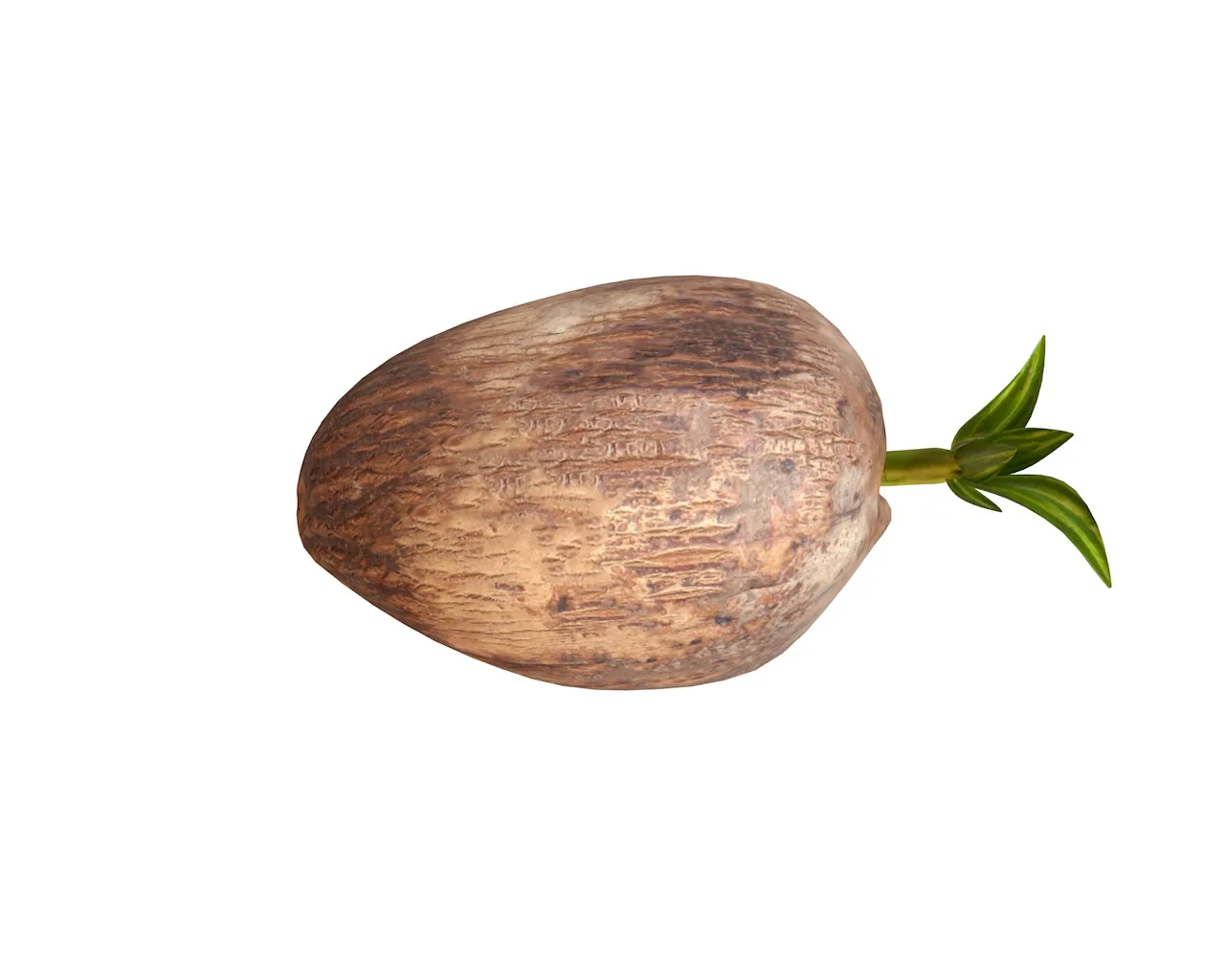 coconut sprout 3d model