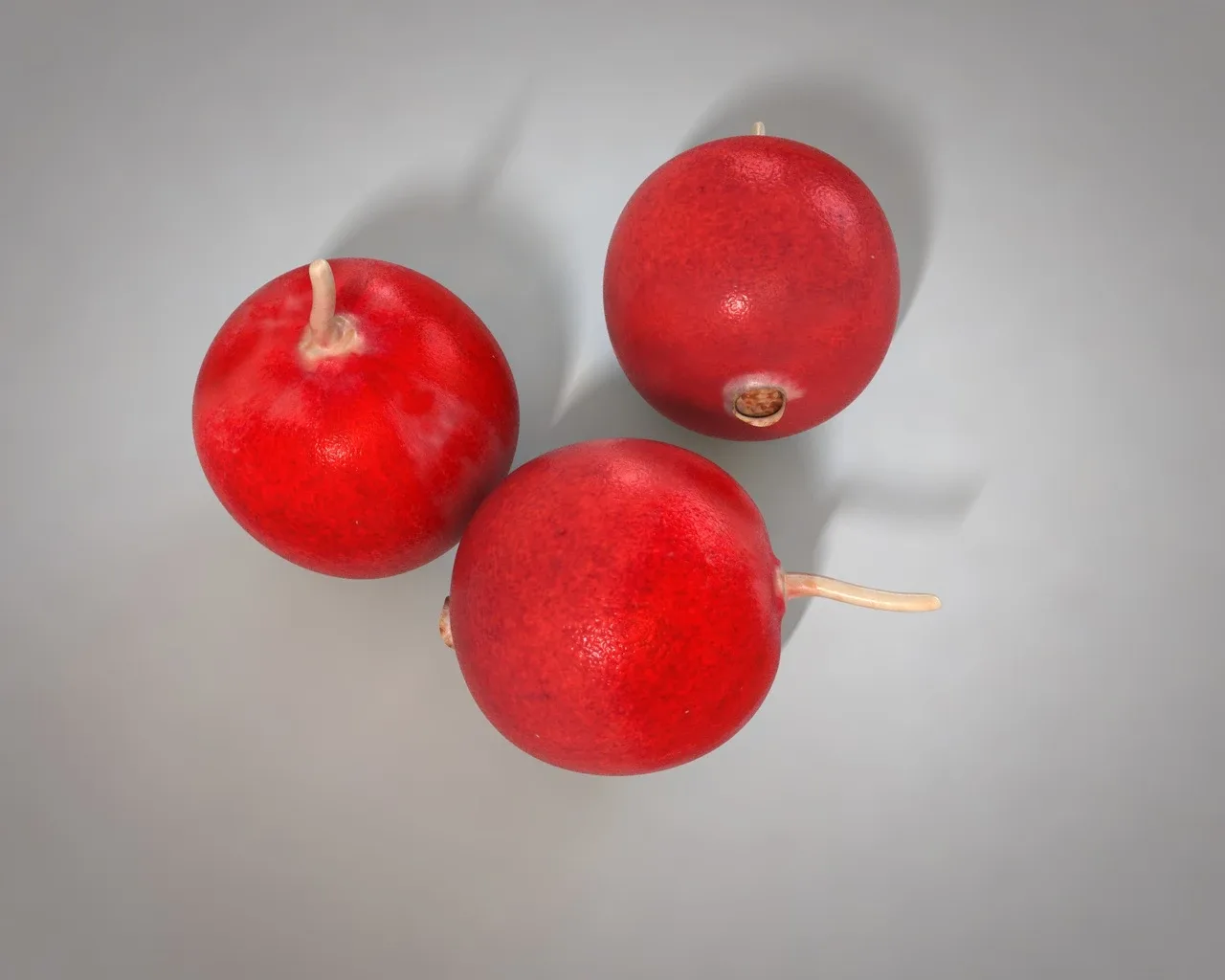 Cranberry 3d model