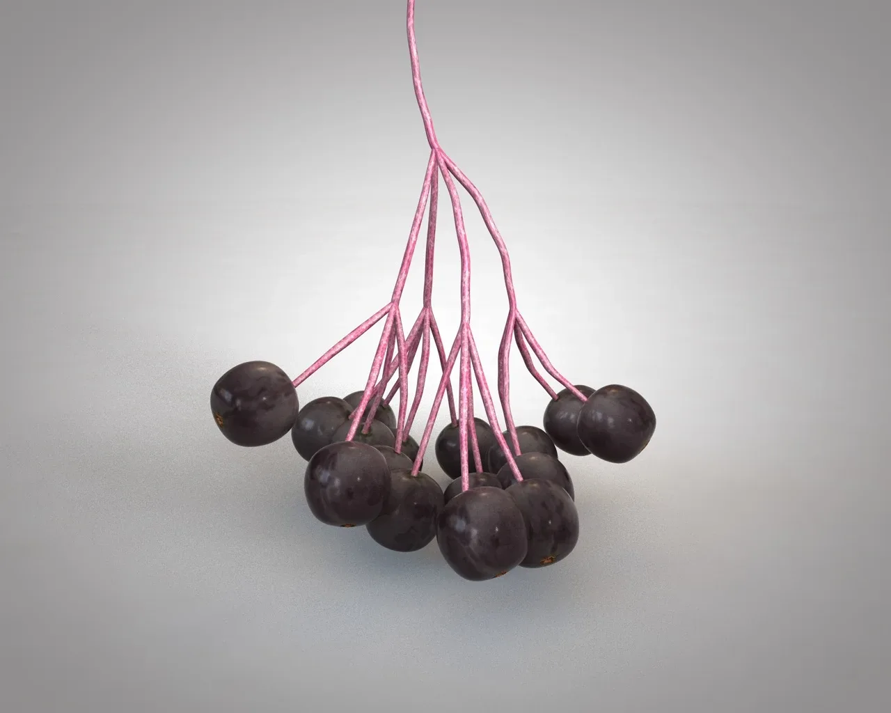 Elderberry 3d model