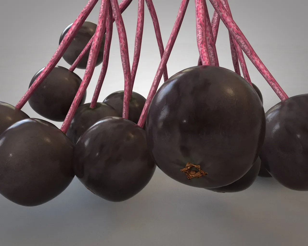 Elderberry 3d model