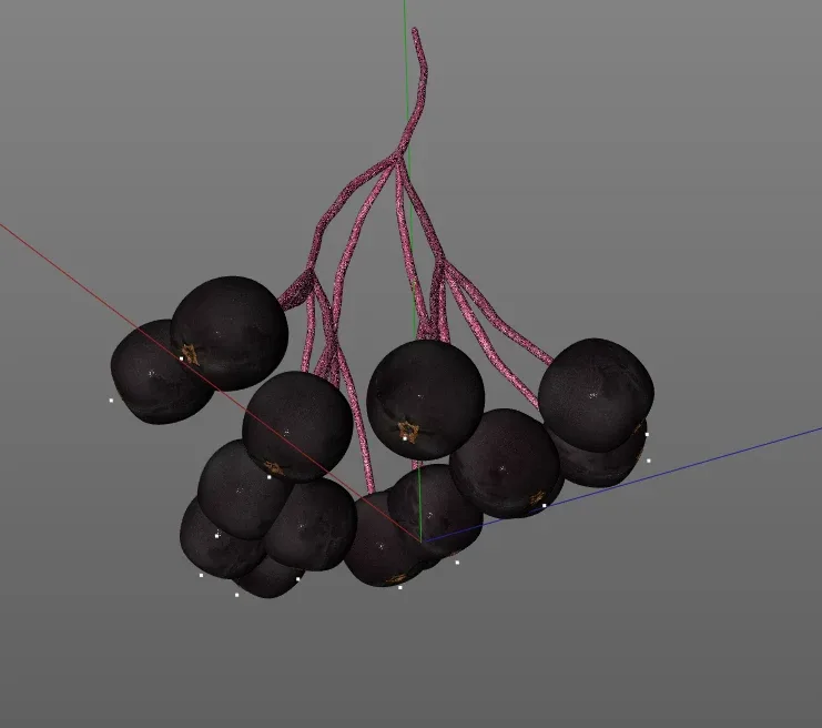 Elderberry 3d model