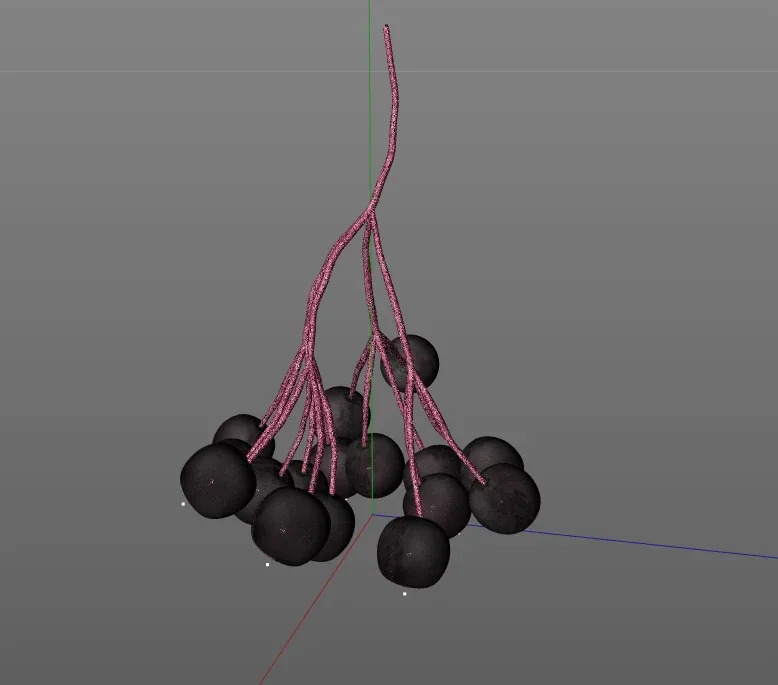 Elderberry 3d model